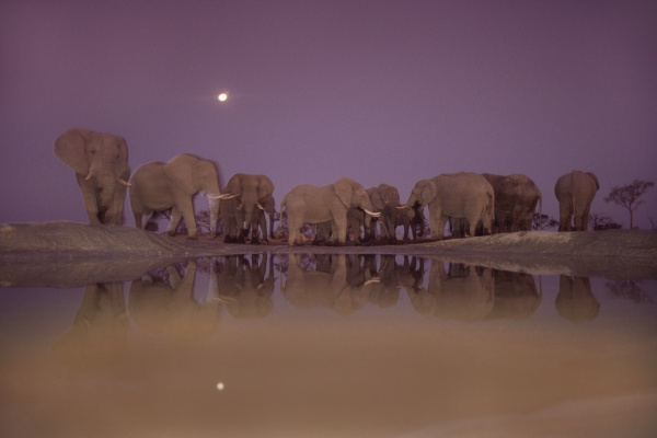african elephants at twilight loxodonta