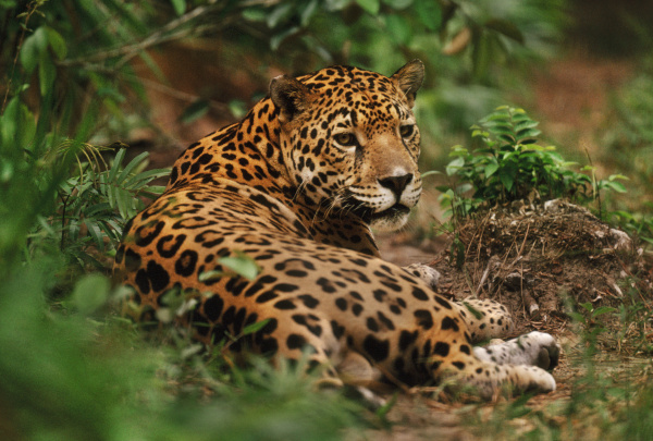 jaguar resting in forest panthera