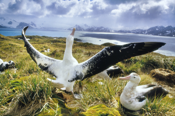 wandering albatrosses courting diomedea exulans