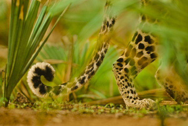 leopard tail panthera pardus
