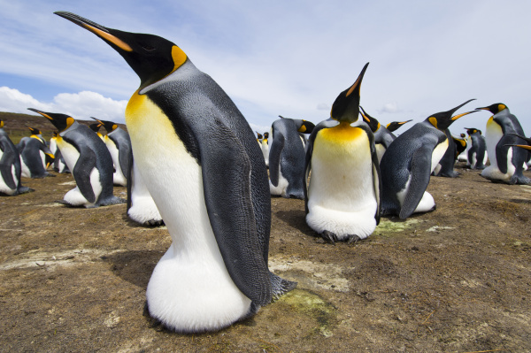 king penguins incubating eggs aptenodytes