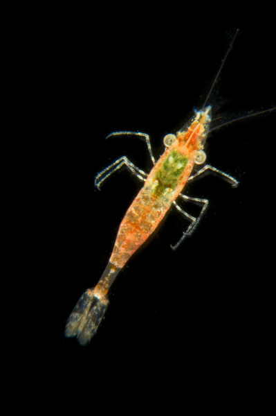 shrimp monterey bay california