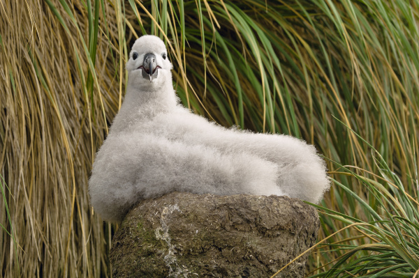 black browed albatross chick on nest