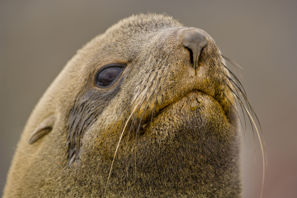 antarctic fur seal male arctocephalus