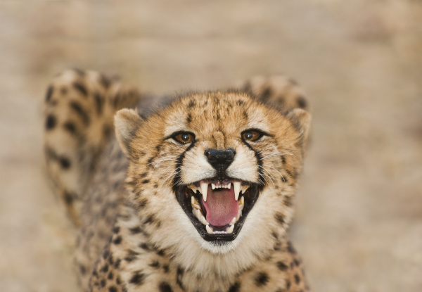 cheetah snarling acinonyx jubatus