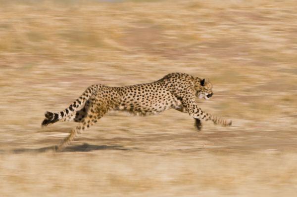 cheetah running acinonyx jubatus