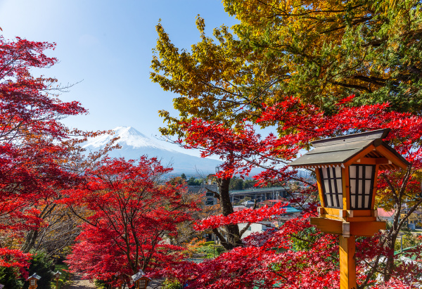 red maple tree and mount fuji