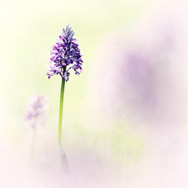 military orchid in a field