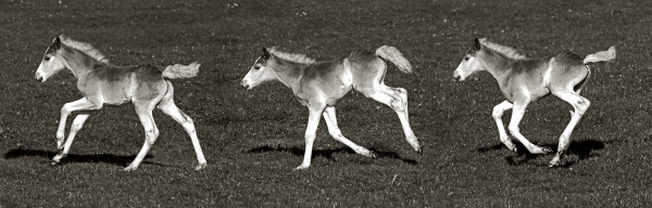 black and white foals