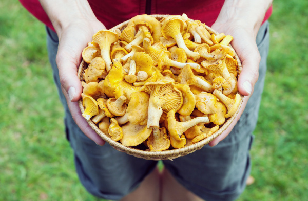hands holding a basket with chanterelle