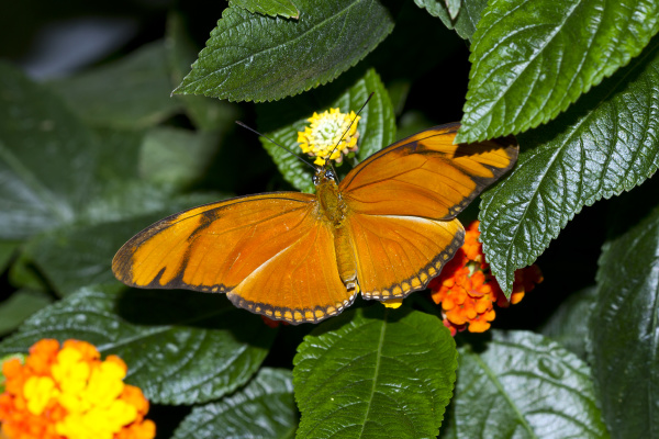 germany mainau julia butterfly