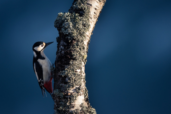female great spotted woodpecker dendrocopos