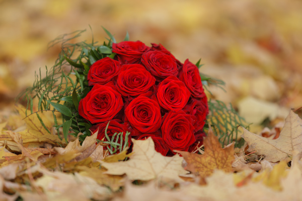 red roses as bridal bouquet for