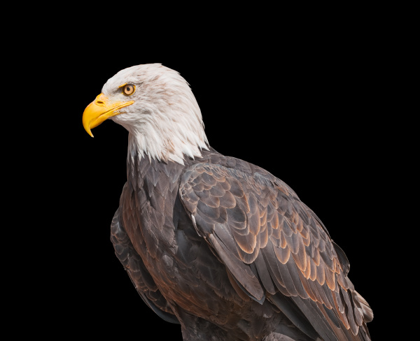 american bald eagle isolated on black