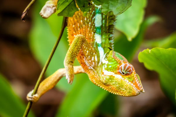 small colourful chameleon