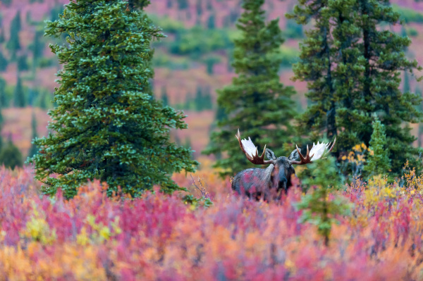 moose bull in the autumn coloured