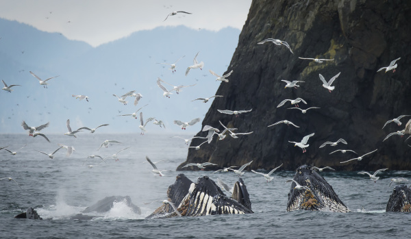 humpback whales megaptera novaeangliae