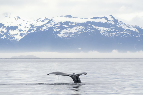 fluked tail of humpback whale