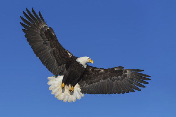 a bald eagle haliaeetus leucocephalus