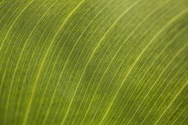 macro shot of fresh green leaf