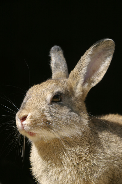 hare or rabbit