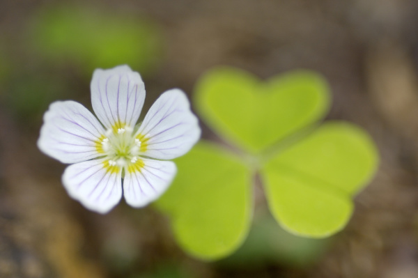 forest sour clover oxalis acetosella blood