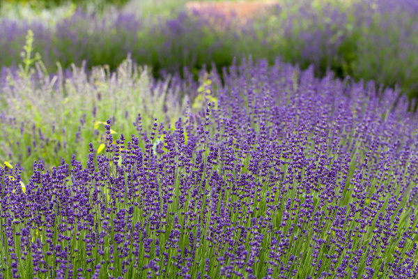 garden with the flourishing lavender in
