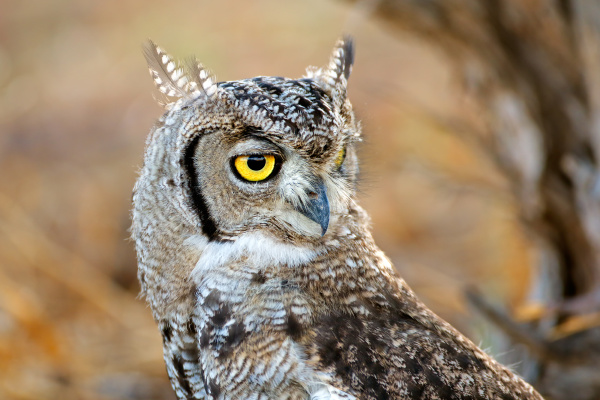spotted eagle owl portrait