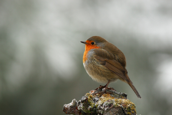 robin erithacus rubecula
