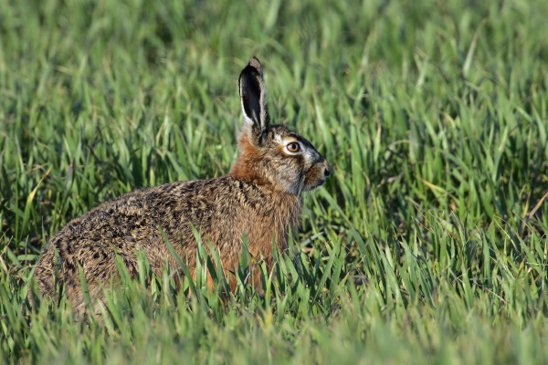 european hare in field with burgeoning