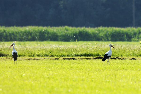 two storks stand opposite each other