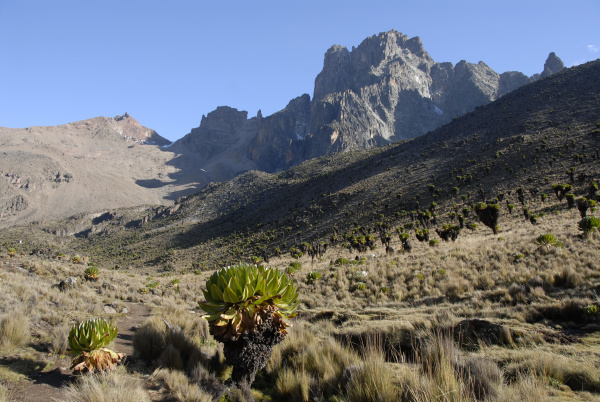 mountain landscape with endemic giant herb