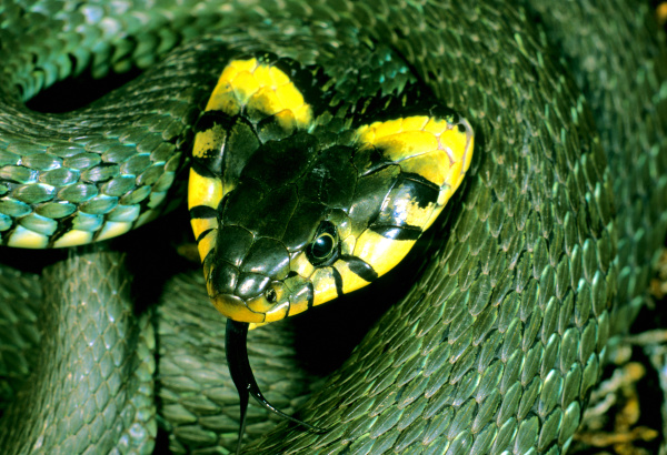 ringed snake natrix natrix