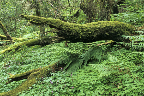 primeval forest on the island of