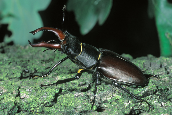 deer beetle lucanus cervus
