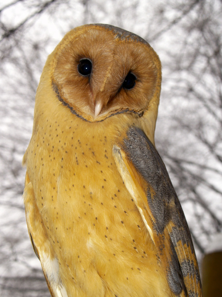 portrait of a barn owl