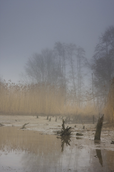 danube arm in the fog