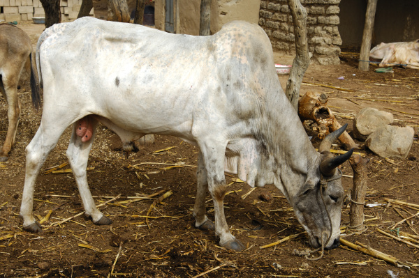 emaciated zebu bull bos primigenius