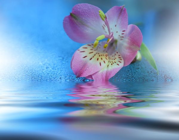 beautiful flowers reflected in the water