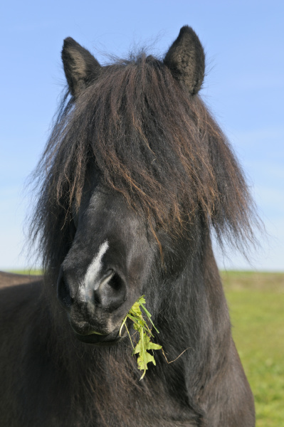 icelandic horse in the paddock with