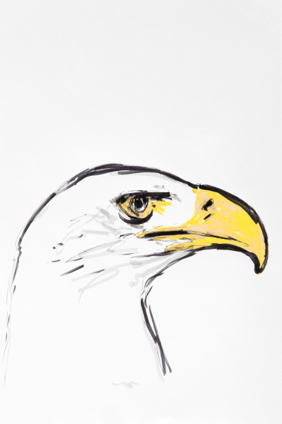head of an eagle drawing