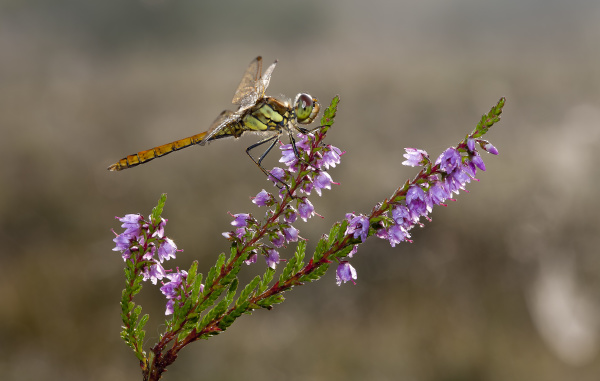 large heath dragonfly sympetrum striolatum