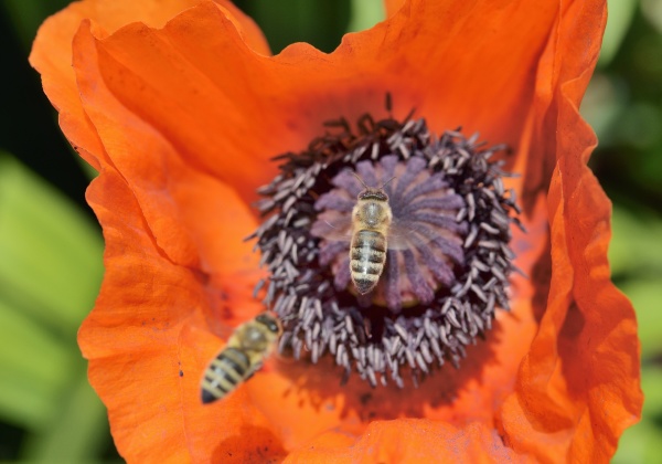 honey bees apis mellifera
