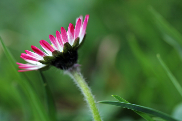 closeup of a pink white daisy