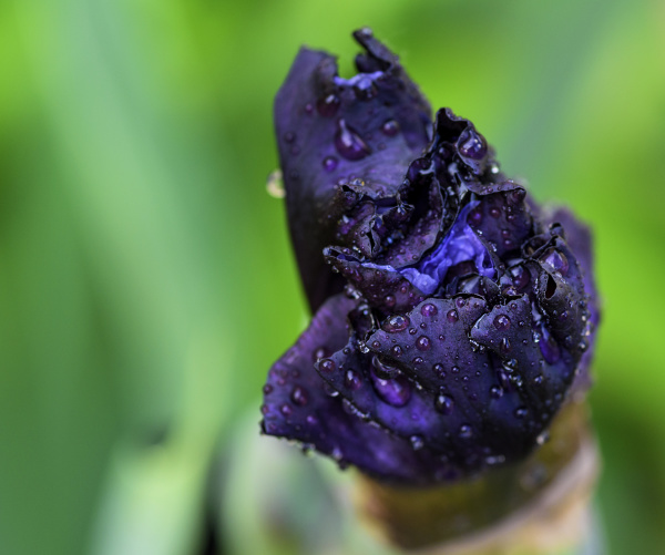 unblown bud of blue iris with