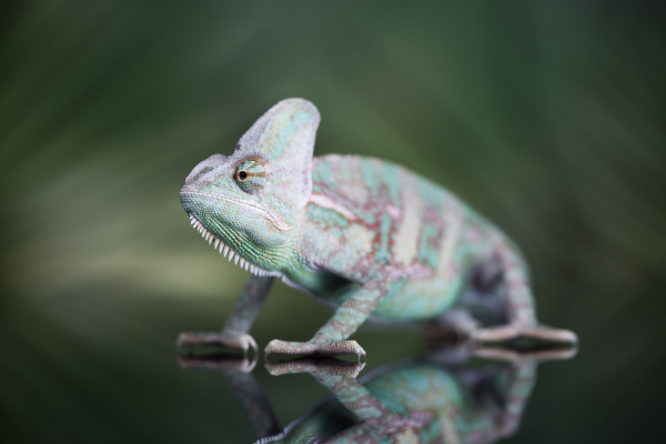 chameleon on green mirror background