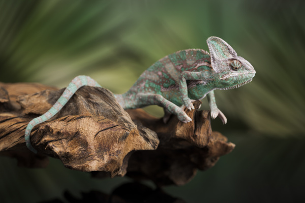 chameleon lizard sits at the
