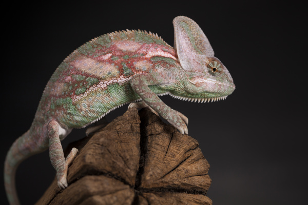 root green chameleon lizard