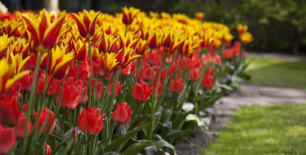 tulips in spring colourful tulip