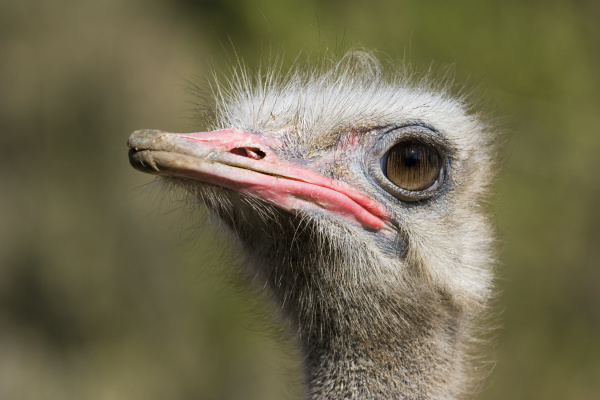 african ostrich struthio camelus